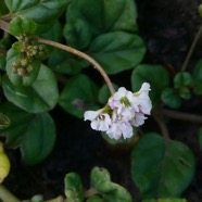 Boerhavia erecta.nyctaginaceae.sténonaturalisé.potentiellement envahissant..jpeg